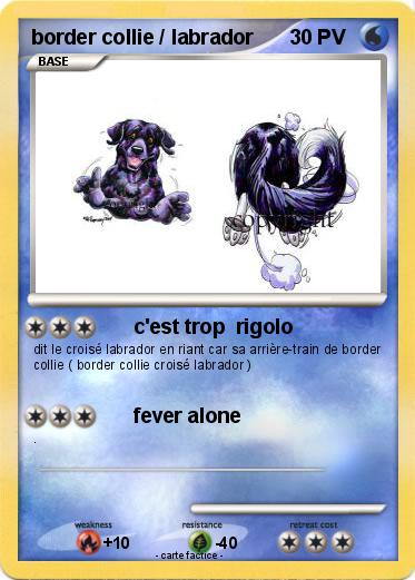Pokemon border collie / labrador