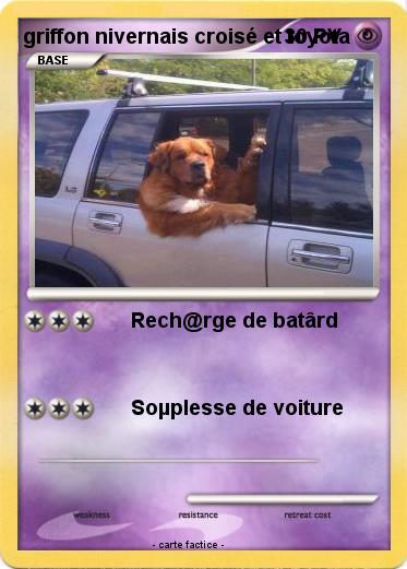 Pokemon griffon nivernais croisé et toyota
