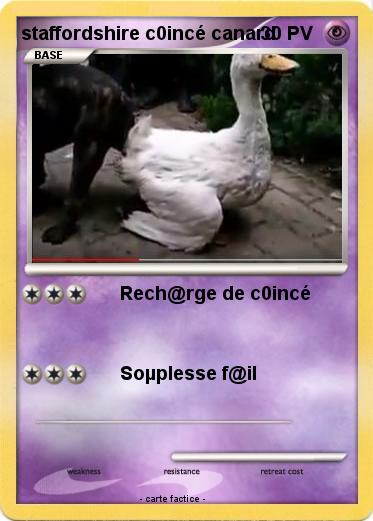 Pokemon staffordshire c0incé canard