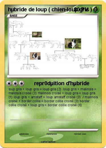 Pokemon hµbride de loup ( chien-loup gris )