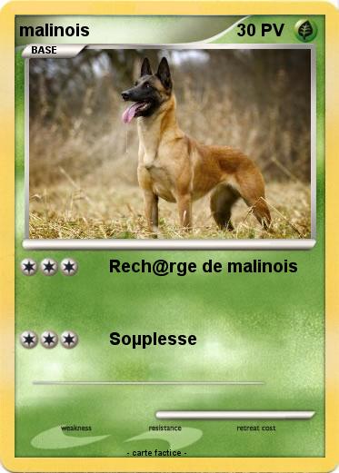 Pokemon malinois