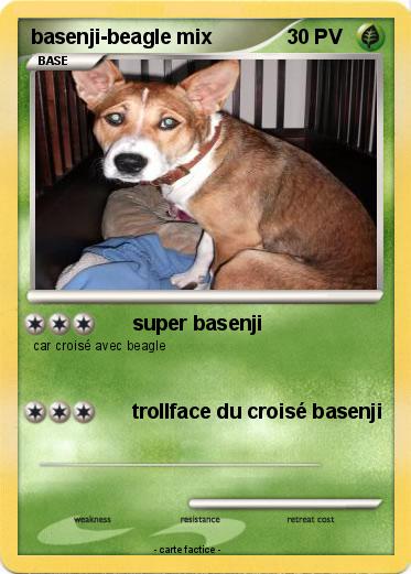 Pokemon basenji-beagle mix