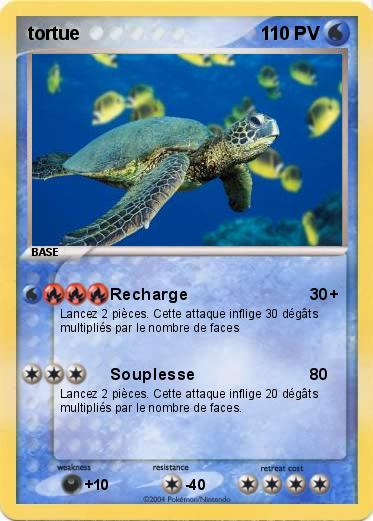 Pokemon tortue