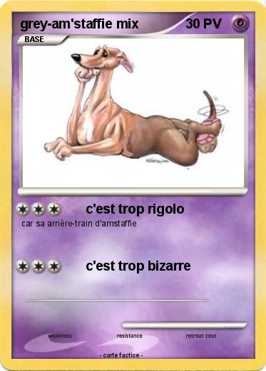 Pokemon grey-am'staffie mix