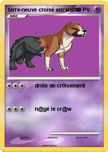 Pokemon terre-neuve croisé am'staffie