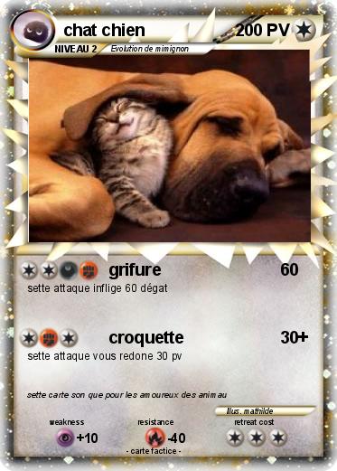 Pokemon chat chien