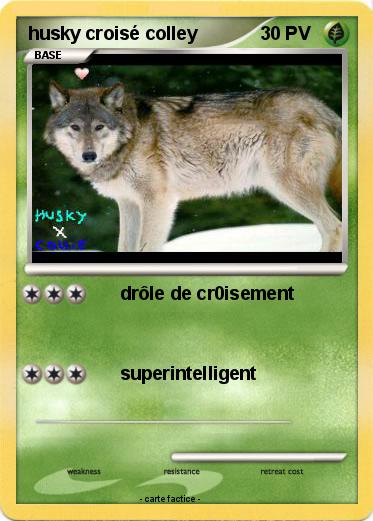 Pokemon husky croisé colley