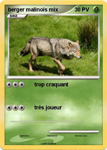 Pokemon berger malinois mix