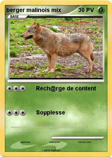 Pokemon berger malinois mix