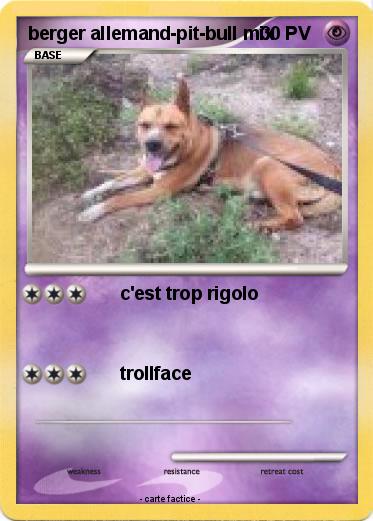 Pokemon berger allemand-pit-bull mix