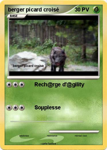 Pokemon berger picard croisé