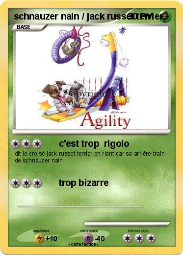 Pokemon schnauzer nain / jack russet terrier