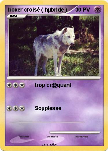 Pokemon boxer croisé ( hµbride )