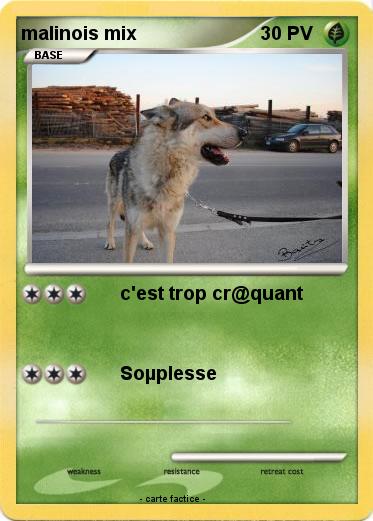 Pokemon malinois mix