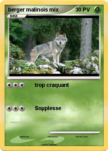 Pokemon berger malinois mix