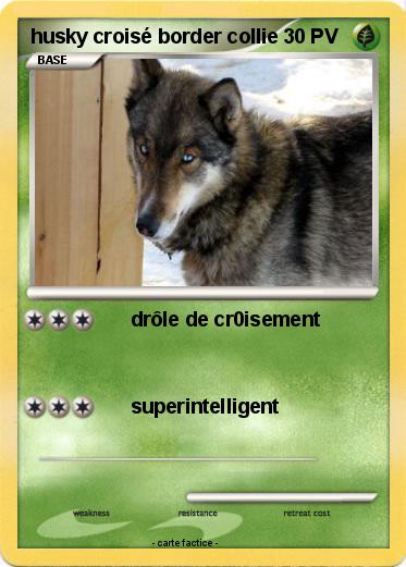 Pokemon husky croisé border collie