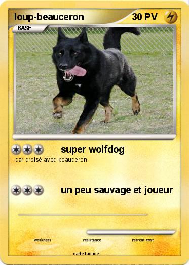 Pokemon loup-beauceron