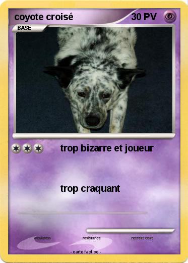 Pokemon coyote croisé