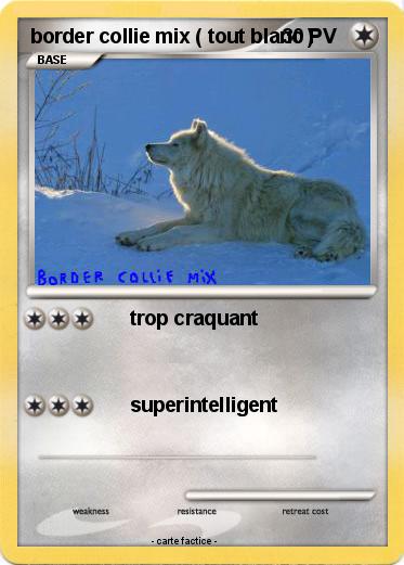 Pokemon border collie mix ( tout blanc )