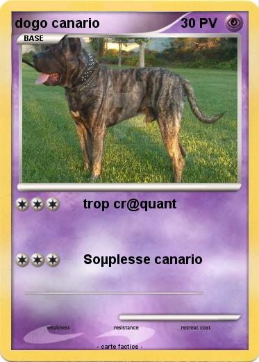 Pokemon dogo canario