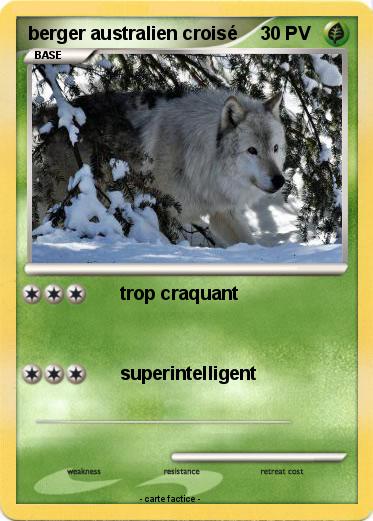 Pokemon berger australien croisé