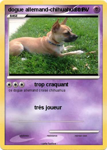 Pokemon dogue allemand-chihuahua mix