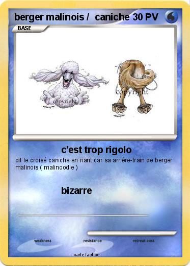Pokemon berger malinois /  caniche
