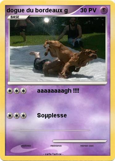Pokemon dogue du bordeaux g
