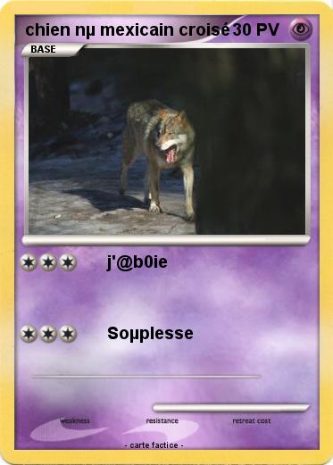 Pokemon chien nµ mexicain croisé
