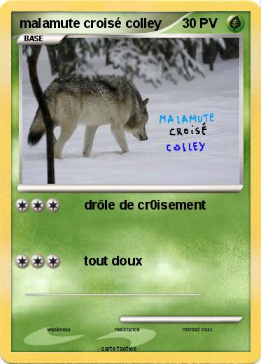 Pokemon malamute croisé colley
