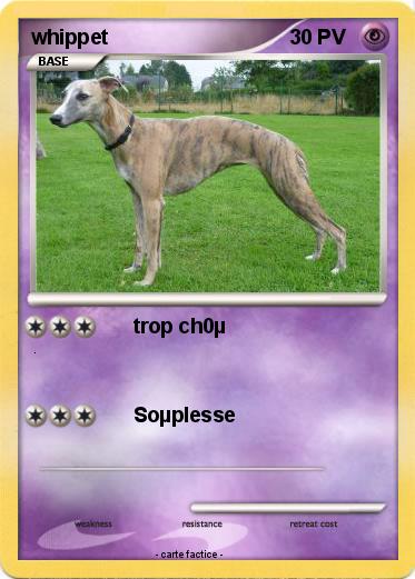 Pokemon whippet