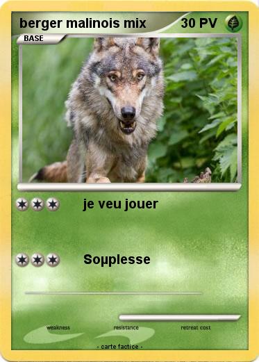 Pokemon berger malinois mix