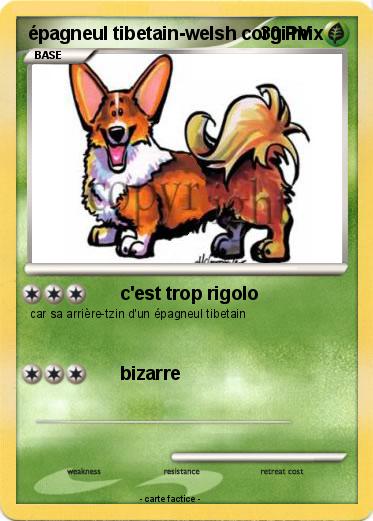 Pokemon épagneul tibetain-welsh corgi mix