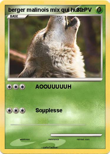 Pokemon berger malinois mix qui hurle