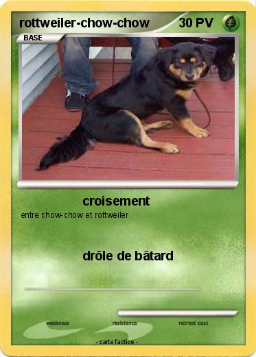 Pokemon rottweiler-chow-chow