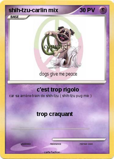 Pokemon shih-tzu-carlin mix