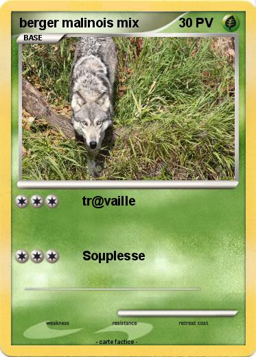 Pokemon berger malinois mix