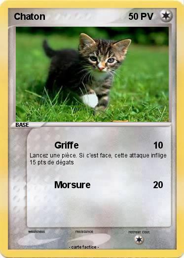 Pokemon Chaton