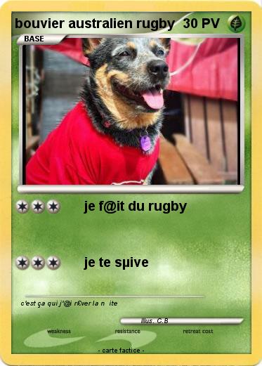 Pokemon bouvier australien rugby