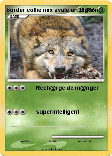 Pokemon border collie mix avale un pigeon