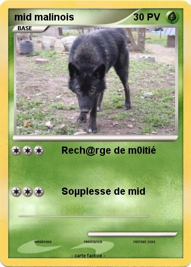 Pokemon mid malinois
