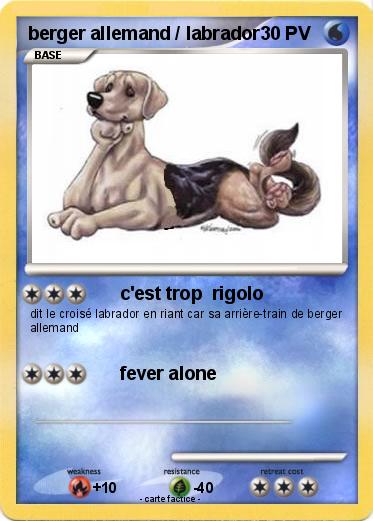 Pokemon berger allemand / labrador