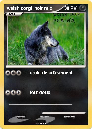Pokemon welsh corgi  noir mix