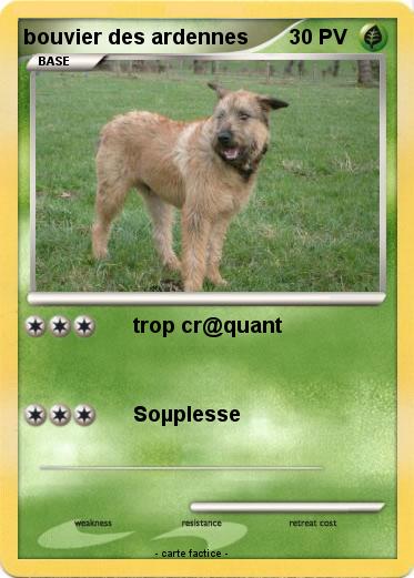 Pokemon bouvier des ardennes