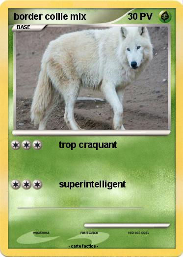 Pokemon border collie mix