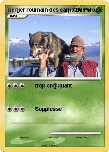 Pokemon berger roumain des carpathes croisé