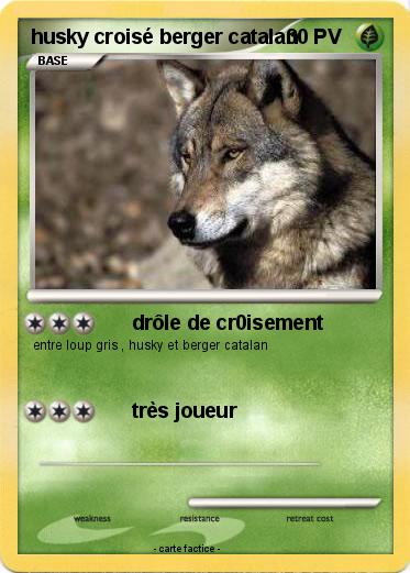 Pokemon husky croisé berger catalan
