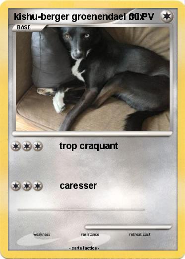 Pokemon kishu-berger groenendael mix