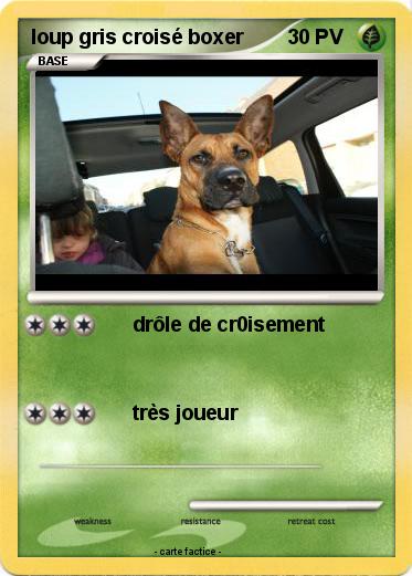 Pokemon loup gris croisé boxer