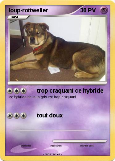 Pokemon loup-rottweiler